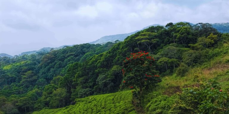 Sinharaja Rain Forest