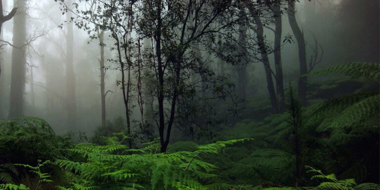Sinharaja Rain Forest